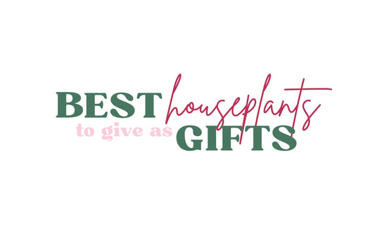 Best Houseplants to Give as Gifts